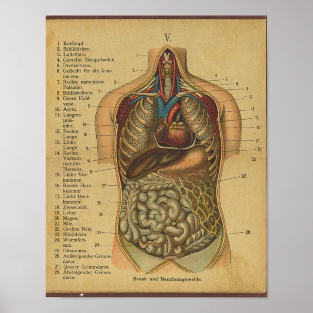Affiche Anatomie allemande vintage Imprimer Organes intern (Devant)