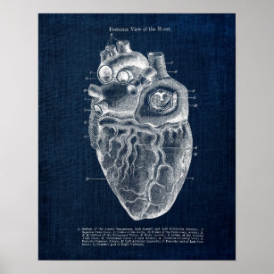 Affiche Anatomie Art no 2 Vue postérieur du coeur humain