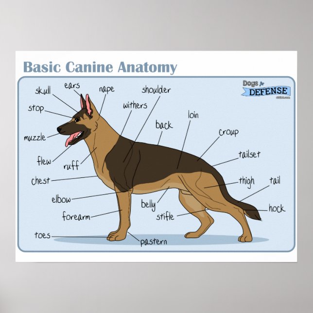 Affiche Anatomie canine 24x18 (Devant)