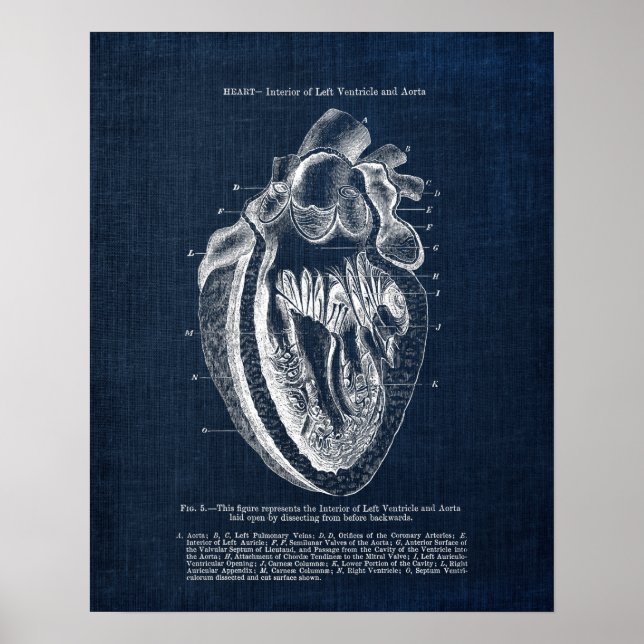 Affiche Anatomie cardiaque n° 3 Vue intérieure (Devant)