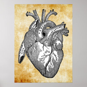 Affiche Anatomie cardiaque vintage
