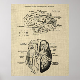 Affiche Anatomie cérébrale n° 6 avec Arrière - plan de crè