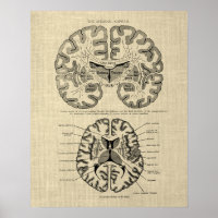 Anatomie cérébrale n° 9 avec Arrière - plan de crè
