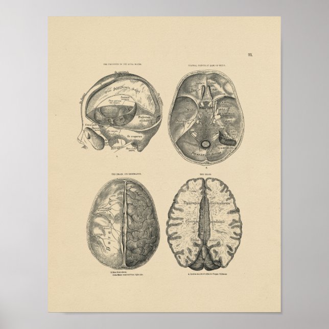 Affiche Anatomie crâne vintage du cerveau 1880 Imprimer (Devant)