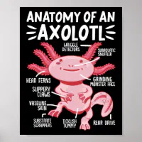 Anatomie de l'Axolotl