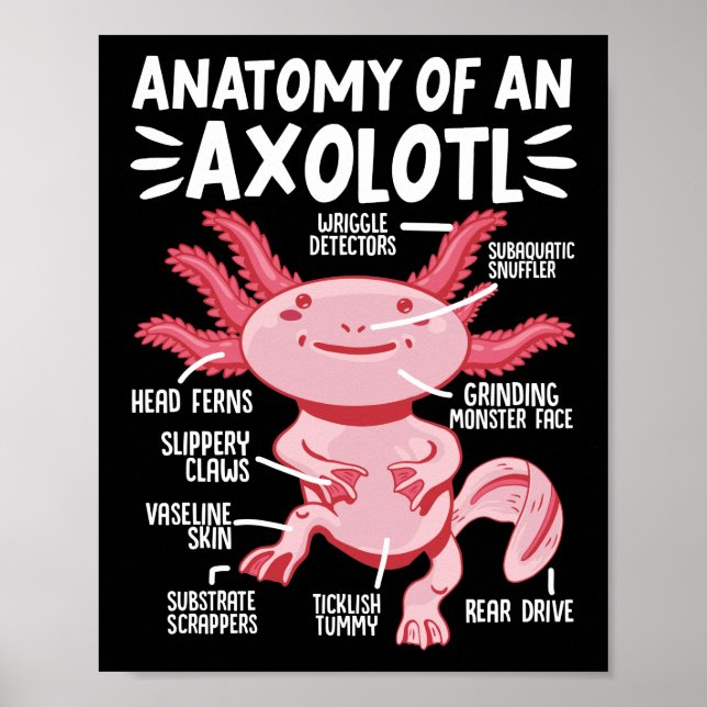 Affiche Anatomie D'Axolotl Kawaii (Devant)