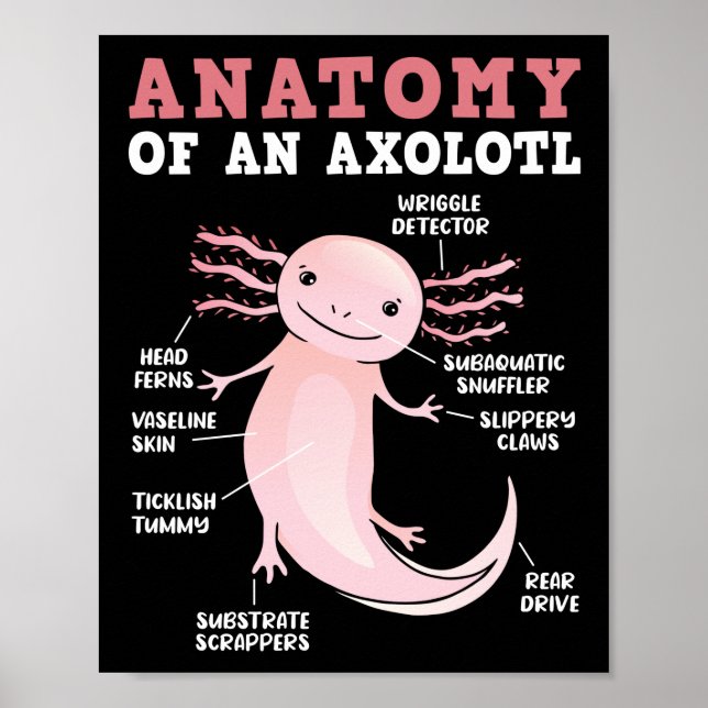 Affiche Anatomie D'Axolotl Kawaii (Devant)