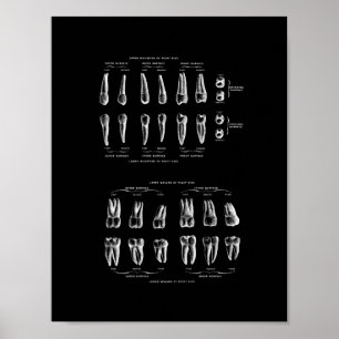 Affiche Anatomie de dents dans la copie noire et blanche