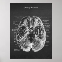 Anatomie de la base du cerveau imprimer n° 1