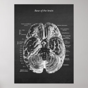 Affiche Anatomie de la base du cerveau imprimer n° 1