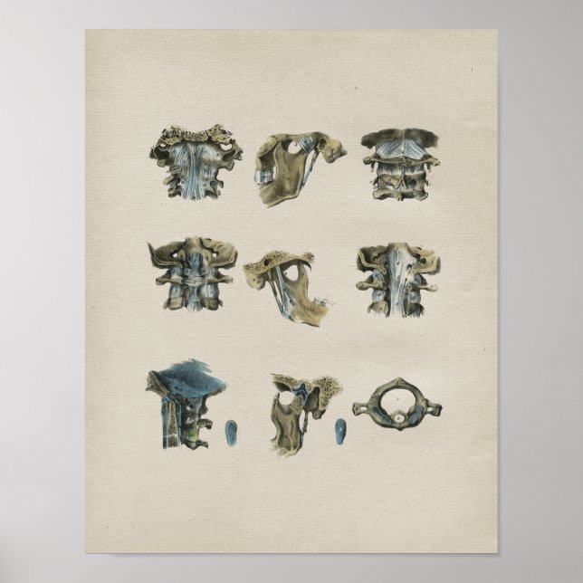 Affiche Anatomie de la colonne cervicale humaine Imprimer  (Devant)