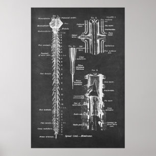 Affiche Anatomie de la colonne vertébrale Imprimé n° 1