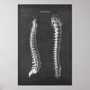 Affiche Anatomie de la colonne vertébrale Thérapie physiqu