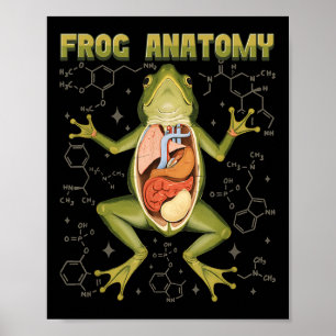 Affiche Anatomie de la grenouille Biologie de la dissectio