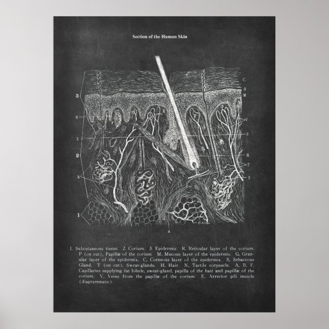 Affiche Anatomie de la peau Vue section Décor dermatologue (Devant)