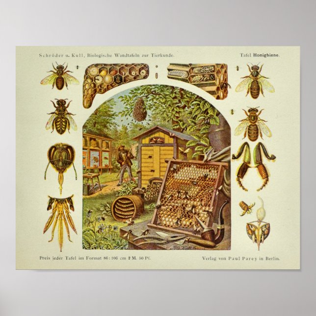 Affiche Anatomie de l'abeille vintage Imprimer (Devant)