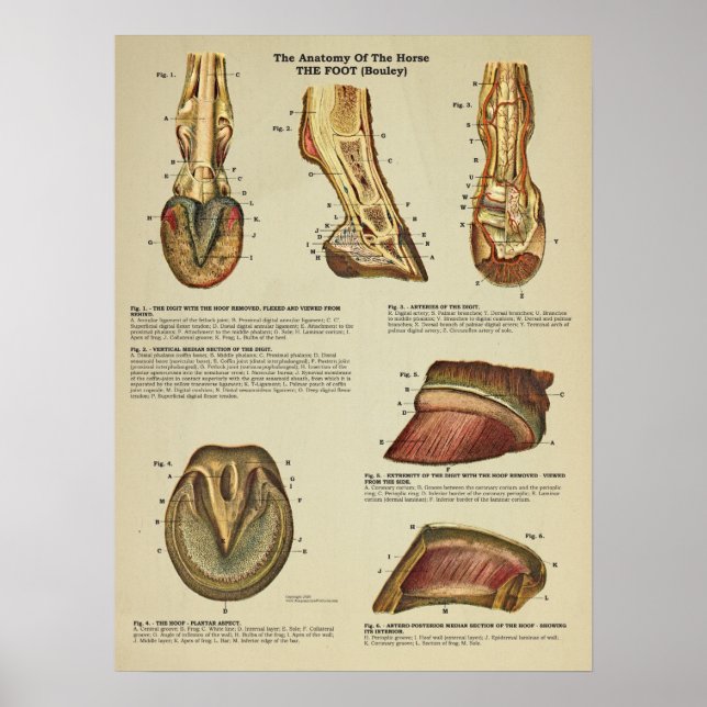 Affiche Anatomie de l'arbre à pied du cheval Organigramme  (Devant)