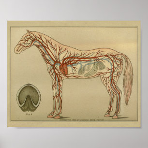 Affiche Anatomie de l'artère cardiaque du cheval Imprimer