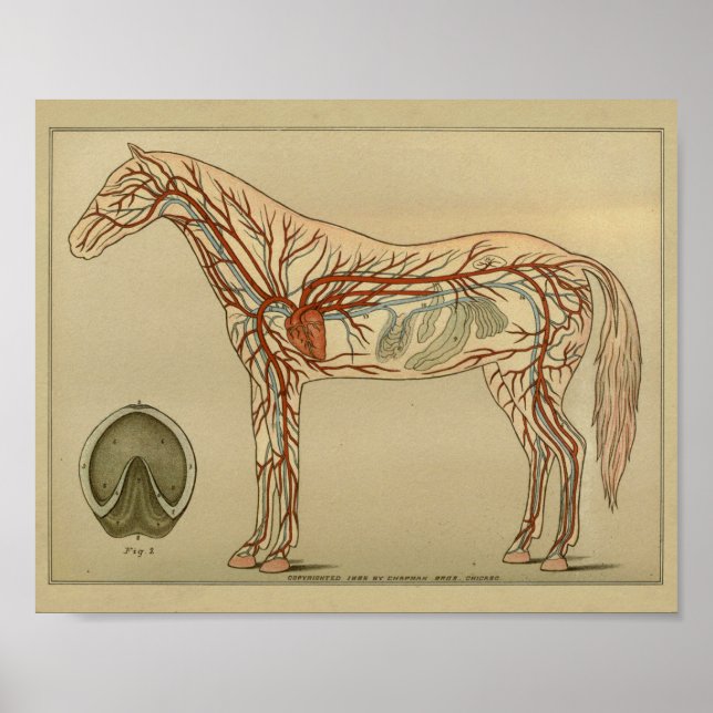 Affiche Anatomie de l'artère cardiaque du cheval Imprimer (Devant)