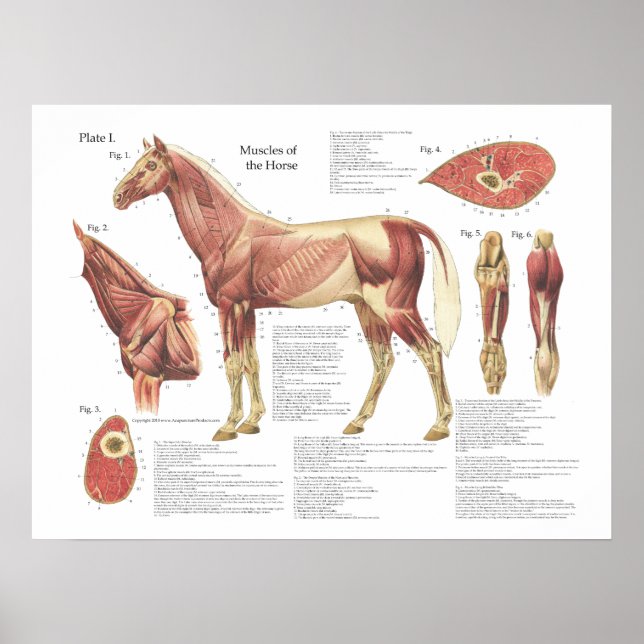 Affiche Anatomie de l'épaule musculaire du cheval (Devant)