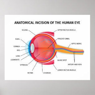 Affiche Anatomie de l'oeil humain