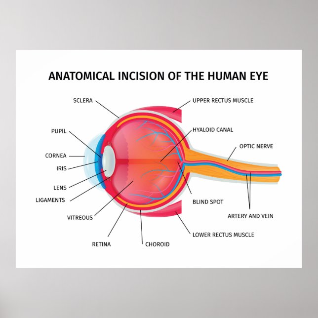 Affiche Anatomie de l'oeil humain (Devant)