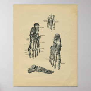 Affiche Anatomie de pied humain 1902 copies vintages