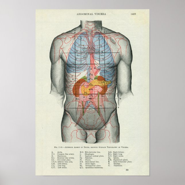 Affiche Anatomie de surface humaine liée aux organes (Devant)