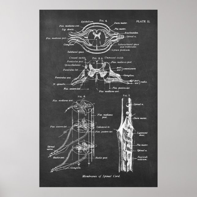 Affiche Anatomie des cordons de colonne vertébrale Imprime (Devant)