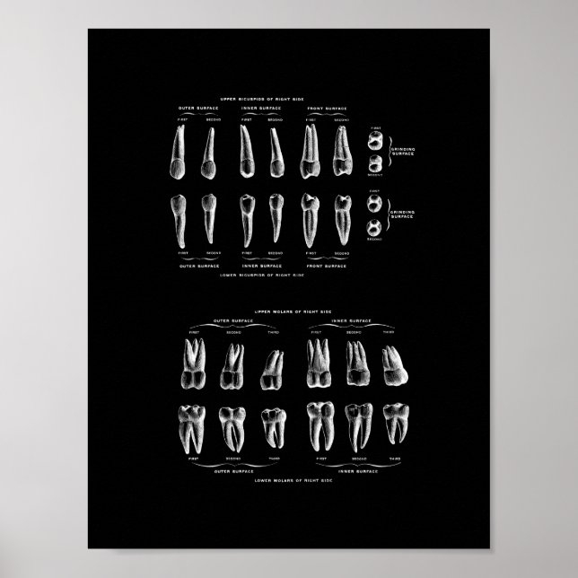Affiche Anatomie des dents en noir et blanc. (Devant)