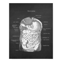 Anatomie des intestins Gastroentérologue Décor