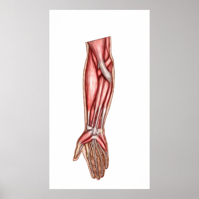 Affiche Anatomie Des Muscles D'Avant-Arme Humains 2 (Devant)