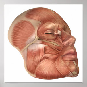 Affiche Anatomie Des Muscles Du Visage Humain