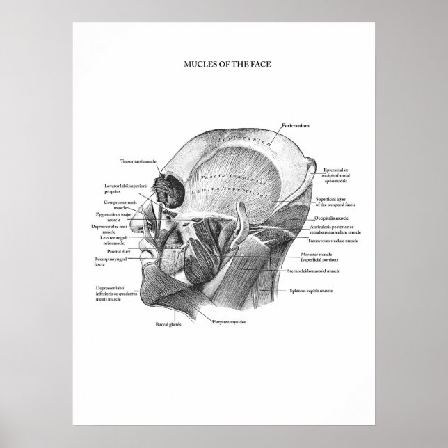 Affiche Anatomie des muscles faciaux (Devant)