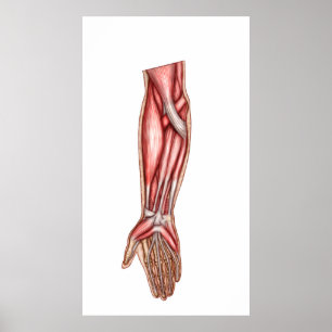 Affiche Anatomie des muscles humains 2 d'avant-bras