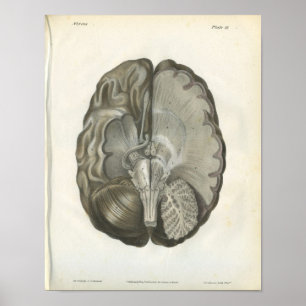 Affiche Anatomie des nerfs du cerveau humain Imprimer