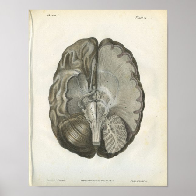 Affiche Anatomie des nerfs du cerveau humain Imprimer (Devant)