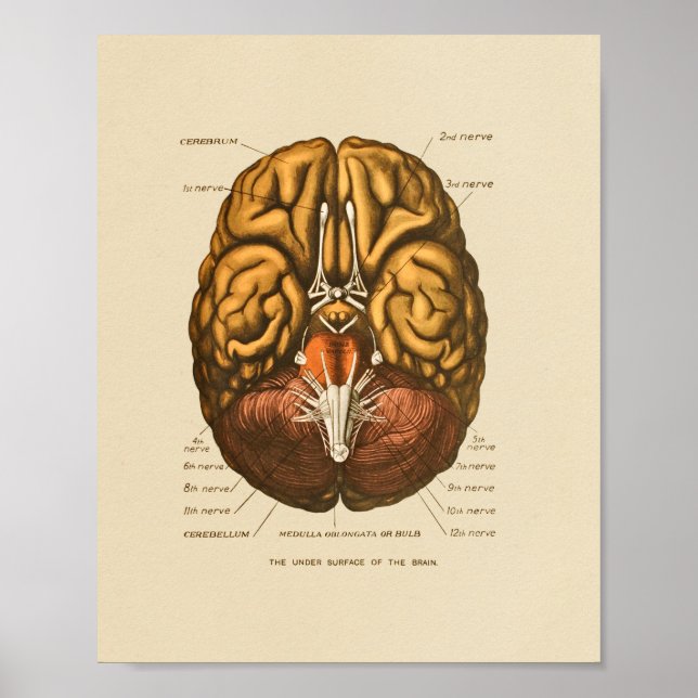 Affiche Anatomie des nerfs du cerveau humain Imprimer (Devant)