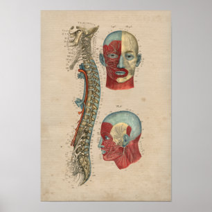 Affiche Anatomie des nerfs épineux humains 1841 Imprimer
