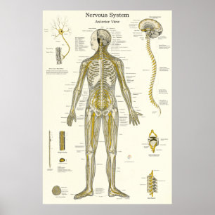 Affiche Anatomie des nerfs rachidiens Chiropratique