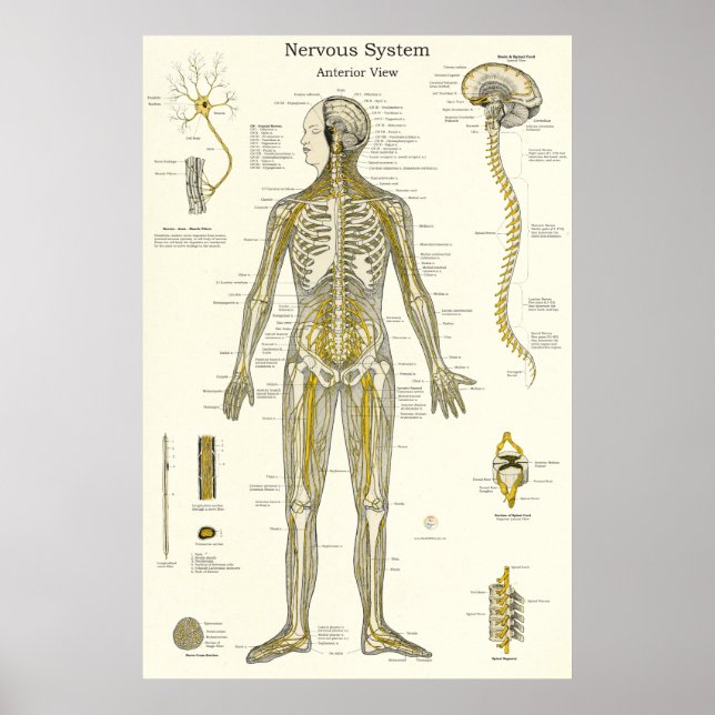Affiche Anatomie des nerfs rachidiens Chiropratique (Devant)