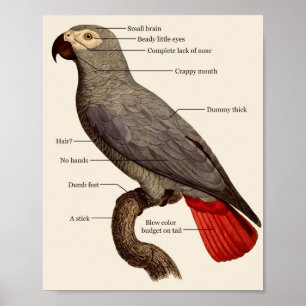 Affiche Anatomie des oiseaux nus