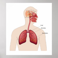 Anatomie des oreilles humaines