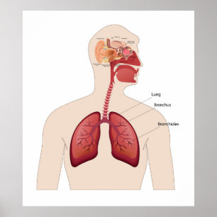 Affiche Anatomie des oreilles humaines