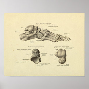 Affiche Anatomie des os de pieds Imprimer
