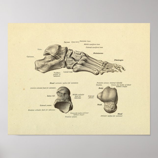 Affiche Anatomie des os de pieds Imprimer (Devant)