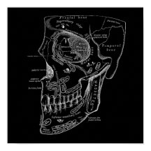 Anatomie des os visage crâne Illustration Vieux Mé