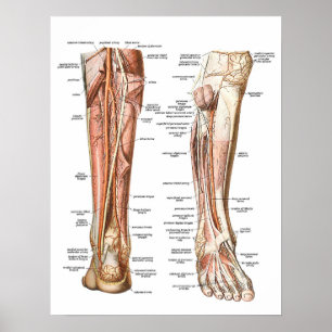 Affiche Anatomie des pieds