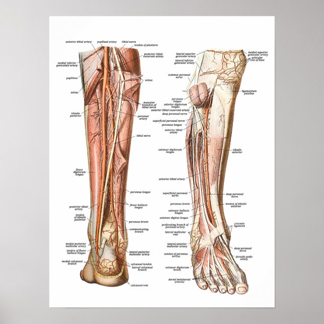 Affiche Anatomie des pieds (Devant)