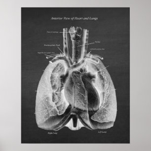 Affiche Anatomie des poumons Coeur Vue antérieure